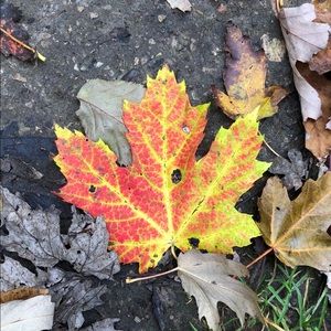 Meet your Posher, Victoria